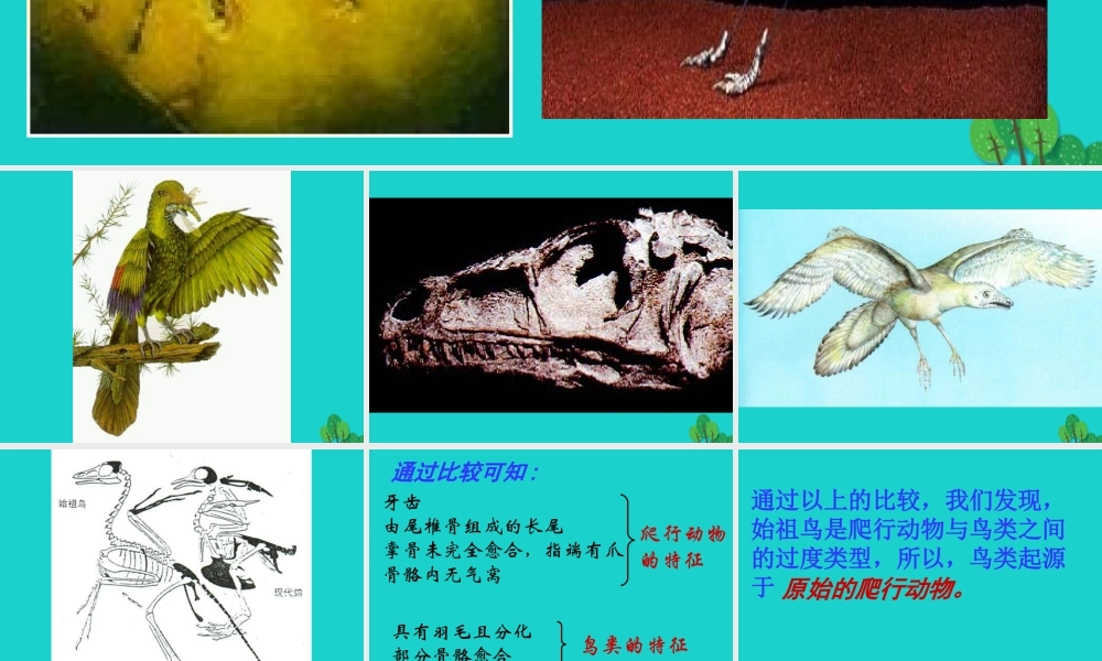 八年级生物上册 第十二章 第二节 生物的进化 始祖鸟、鸟及爬行动物的比较课件 (新版)北京版 课件