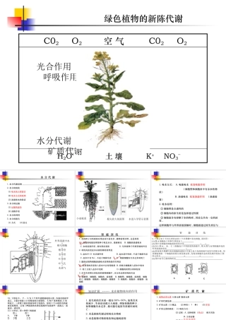 七年级生物绿色植物的新陈代谢课件1 新课标 人教版 课件