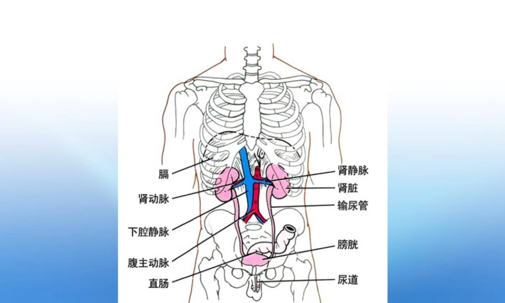 七年级生物下册 尿的形成和排出课件 人教新课标版 课件