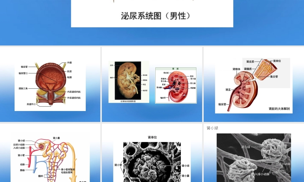 七年级生物下册 尿的形成和排出课件 人教新课标版 课件