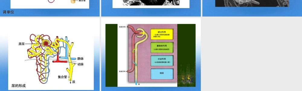 七年级生物下册 尿的形成和排出课件 人教新课标版 课件