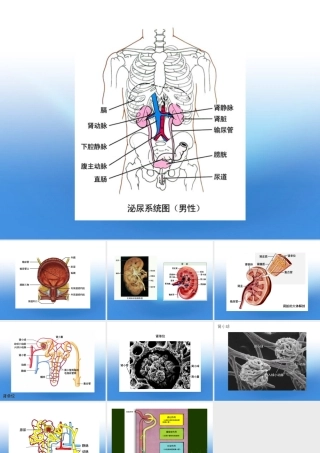 七年级生物下册 尿的形成和排出课件 人教新课标版 课件