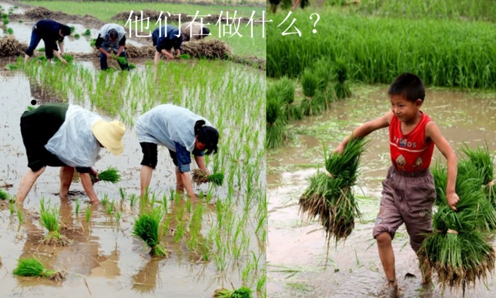 爱惜粮食_从我做起