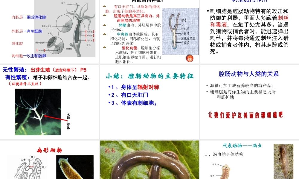 八年级生物上册《第一章_第一节_腔肠动物和扁形动物》课件