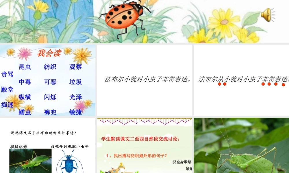装满昆虫的衣袋课件