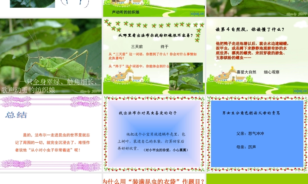 装满昆虫的衣袋课件