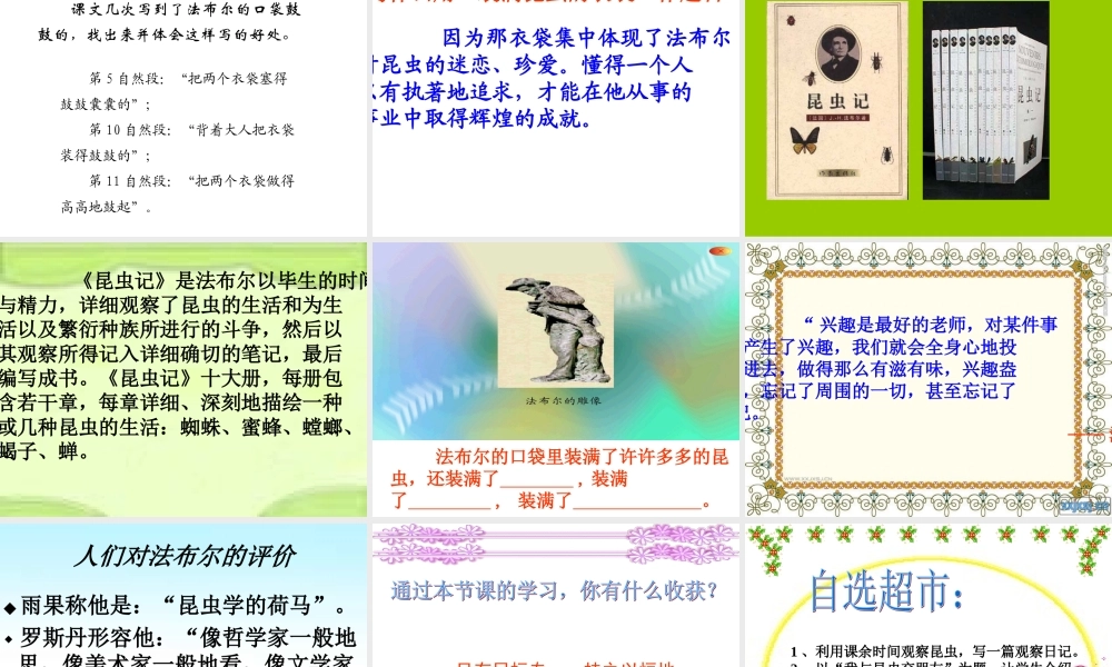 装满昆虫的衣袋课件
