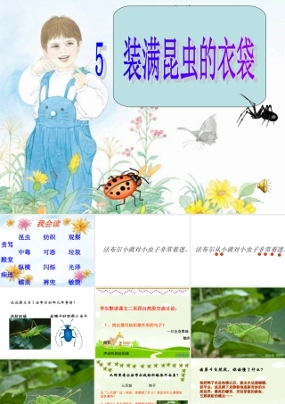 装满昆虫的衣袋课件