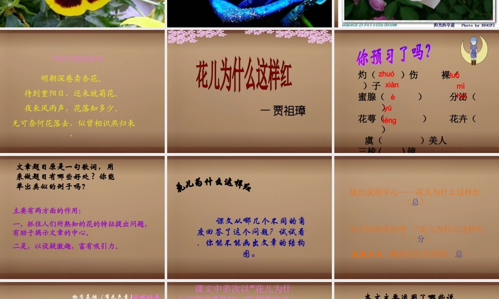 中学八年级语文上册 17 花儿为什么这样红课件 语文版 课件