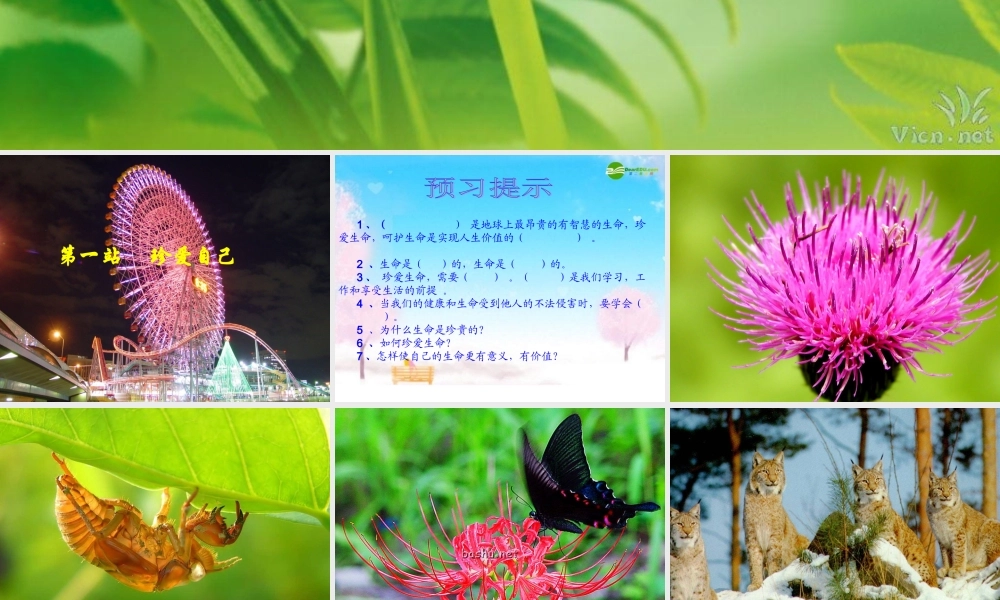 八年级政治下册 珍爱自己课件 北师大版 课件