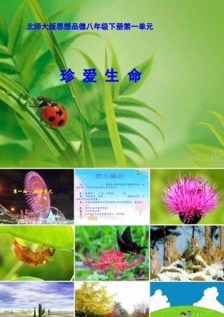 八年级政治下册 珍爱自己课件 北师大版 课件