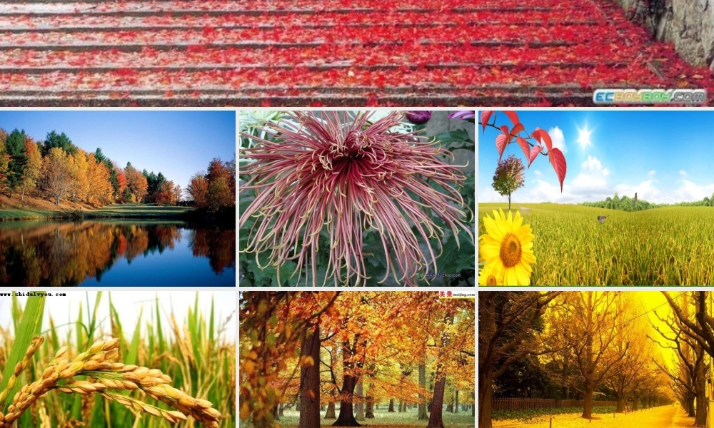 九年级语文下册(秋天)优秀实用课件 人教新课标版 课件