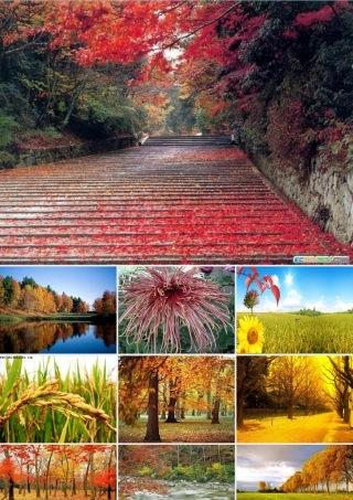 九年级语文下册(秋天)优秀实用课件 人教新课标版 课件