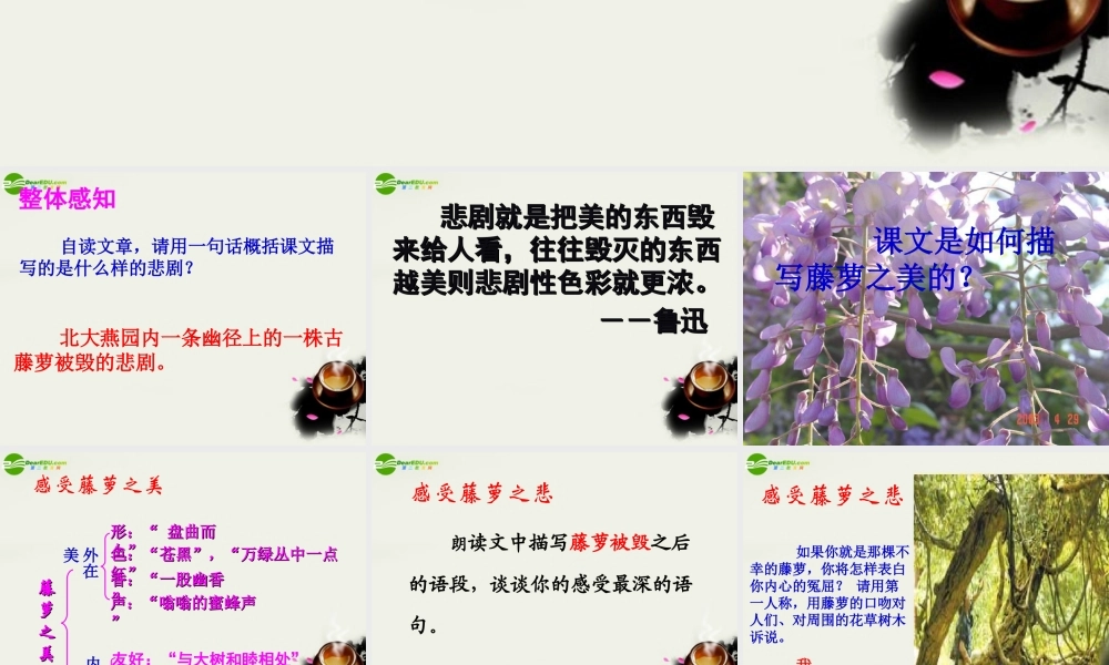 八年级语文上册 第五单元第23课：(幽径悲剧)课件 苏教版 课件