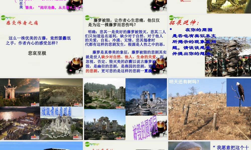 八年级语文上册 第五单元第23课：(幽径悲剧)课件 苏教版 课件