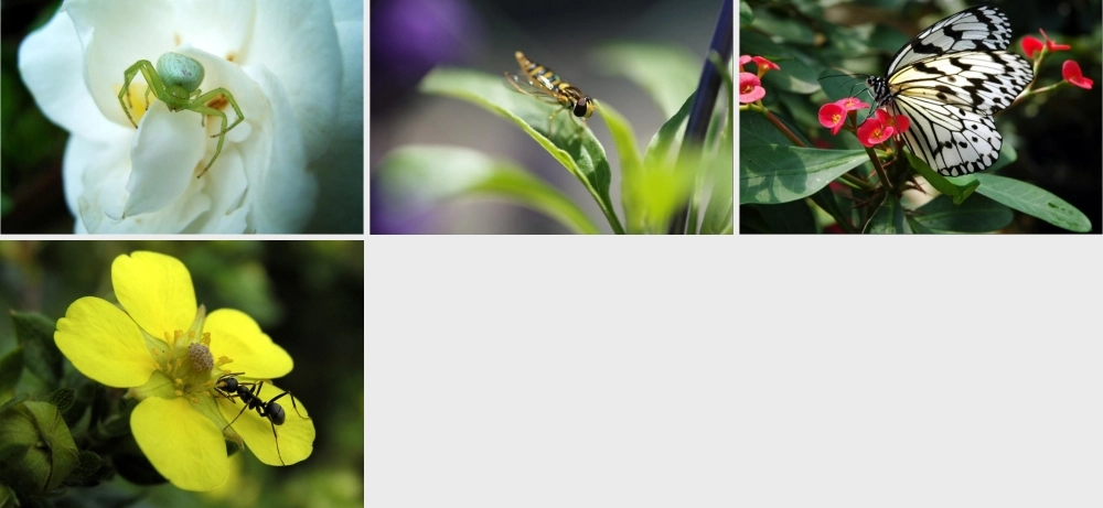 《草虫的村落》课件4