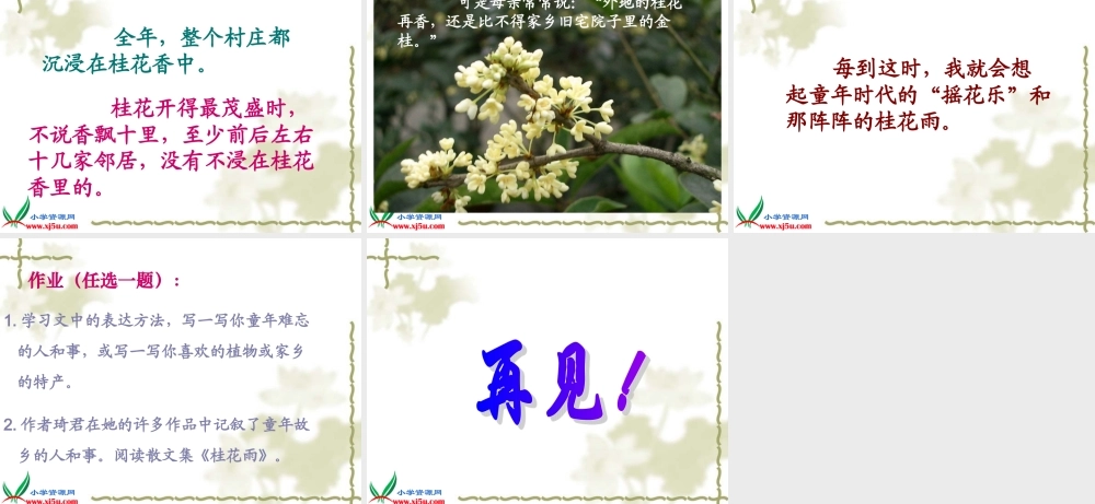 （人教新课标）五年级语文上册课件桂花雨