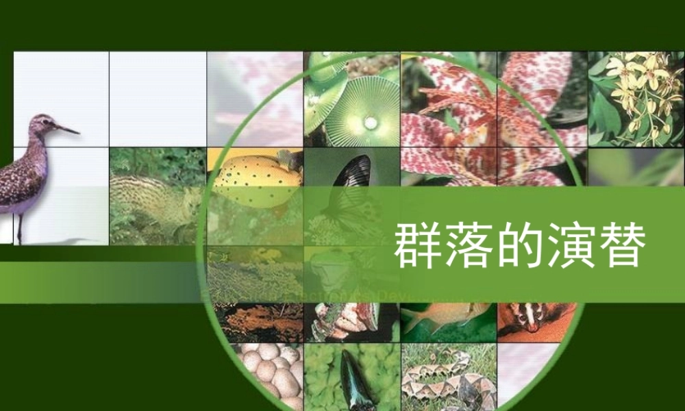 群落的演替课件