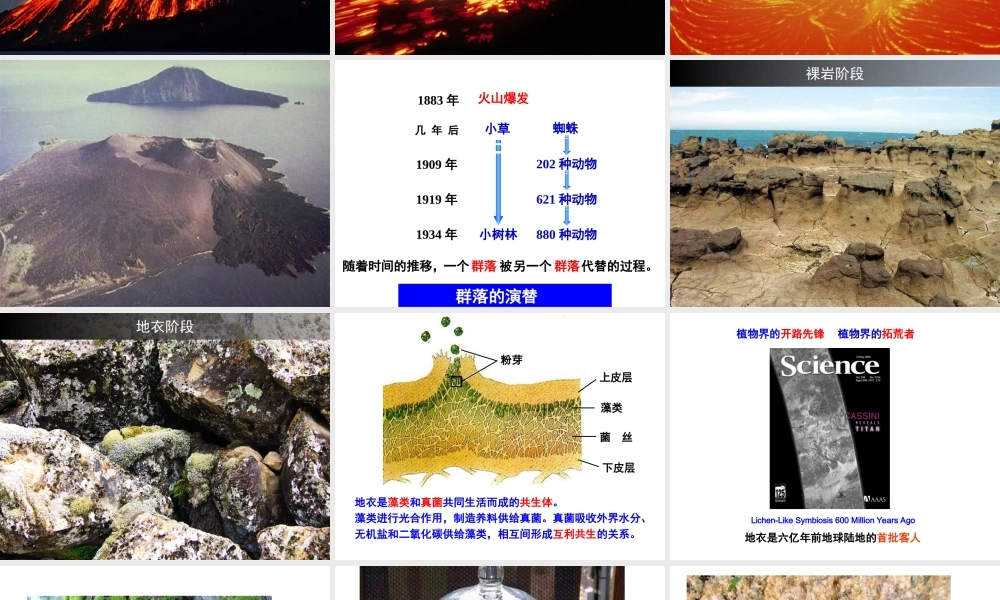 群落的演替课件