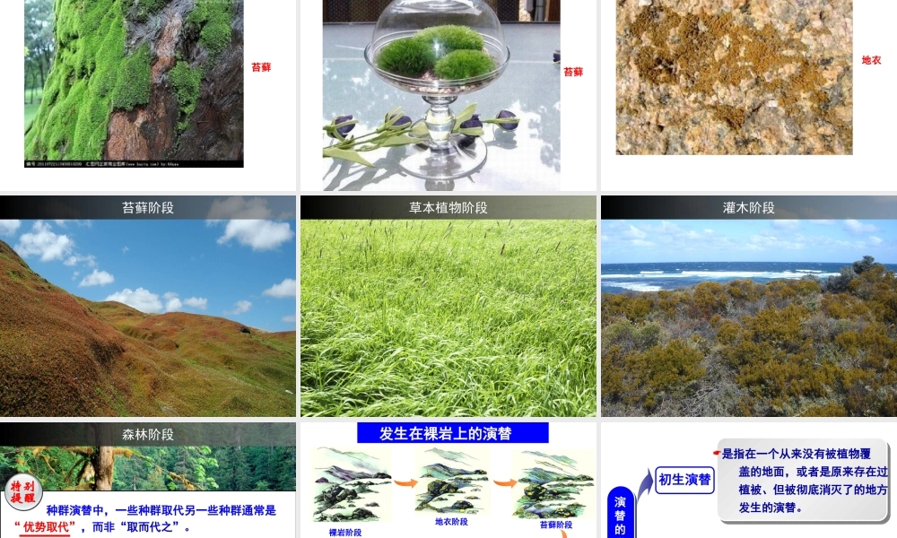 群落的演替课件