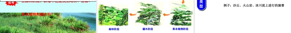群落的演替课件