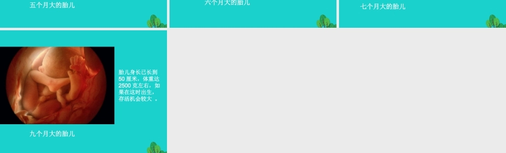 八年级生物上册 第7单元 第21章 第1节 人的生殖 人类的胚胎发育课件 (新版)苏科版 课件