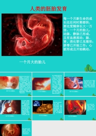 八年级生物上册 第7单元 第21章 第1节 人的生殖 人类的胚胎发育课件 (新版)苏科版 课件