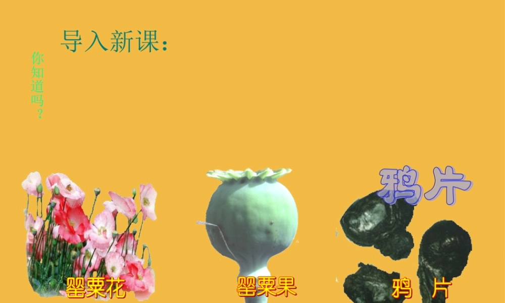 八年级历史上册 第一次鸦片战争课件 中华书局版 课件
