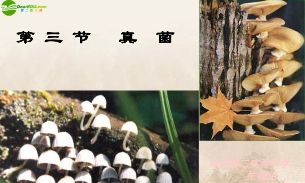 七年级生物上册 第三节真菌课件 济南版 课件