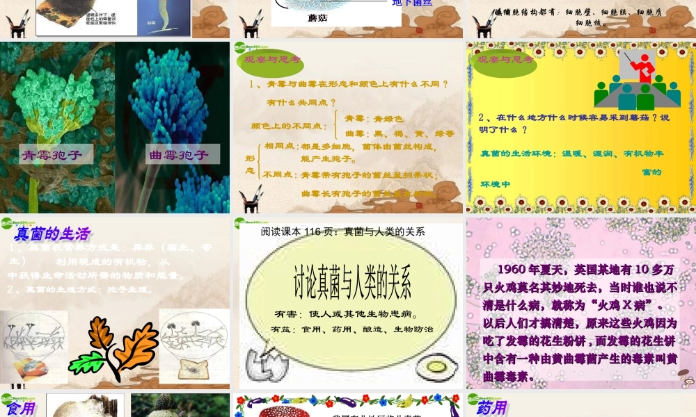 七年级生物上册 第三节真菌课件 济南版 课件