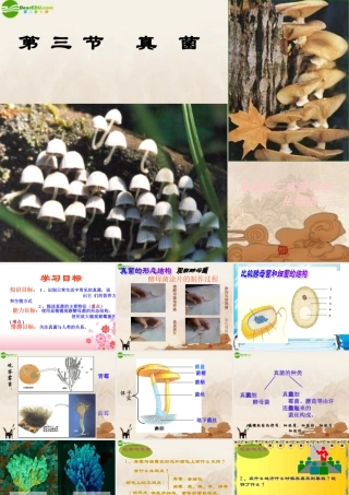 七年级生物上册 第三节真菌课件 济南版 课件