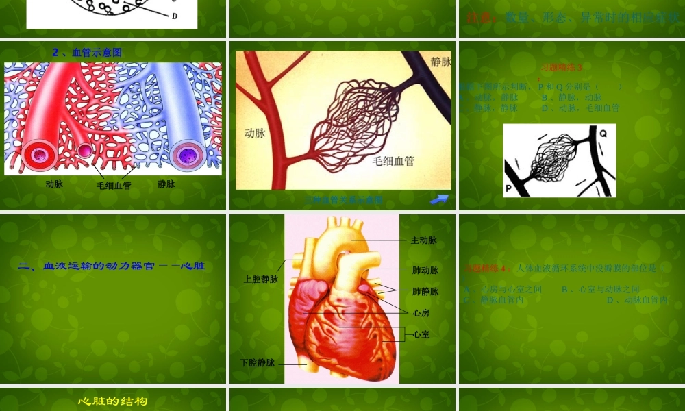 中学七年级生物下册 第四单元 第四章 人体内物质的运输课件 新人教版 课件