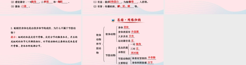 八年级生物上册 第五单元 第一章 第三节 软体动物和节肢动物课件 (新版)新人教版 课件