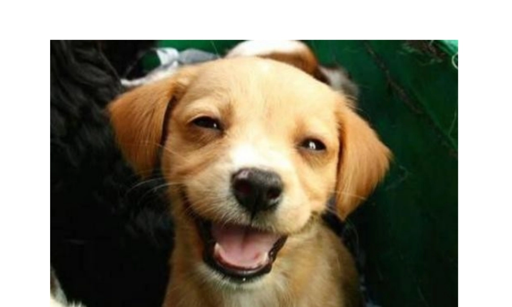 九年级英语 unit8 reading教学课件 人教新目标版 课件