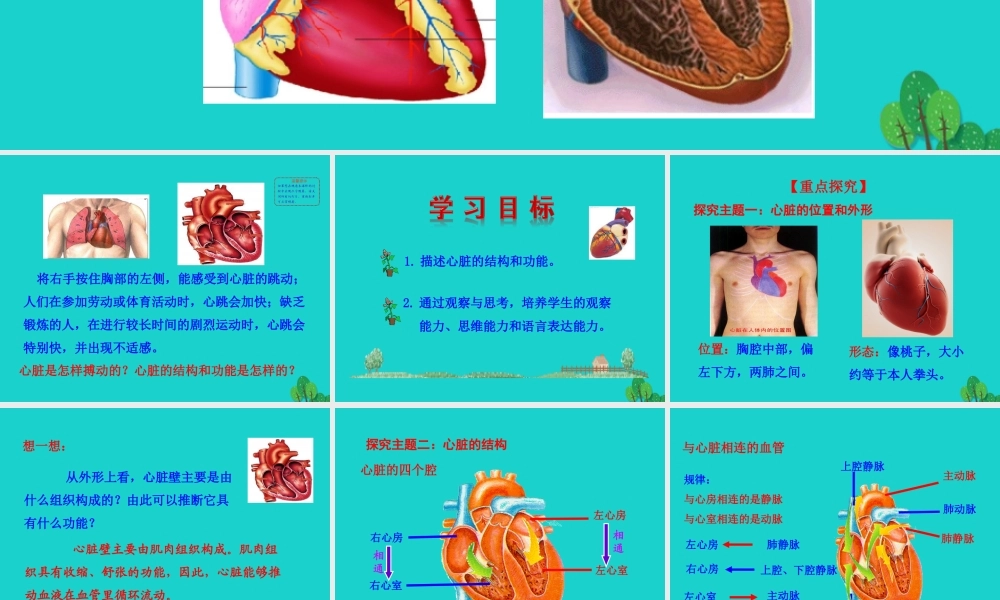 七年级生物下册 4.4.3输送血液的泵 心脏课件 七年级生物下册 4.4.3输送血液的泵 心脏课件+素材(新版)新人教版
