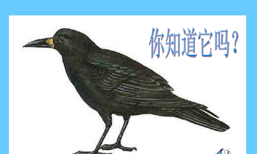 乌鸦喝水_课件13
