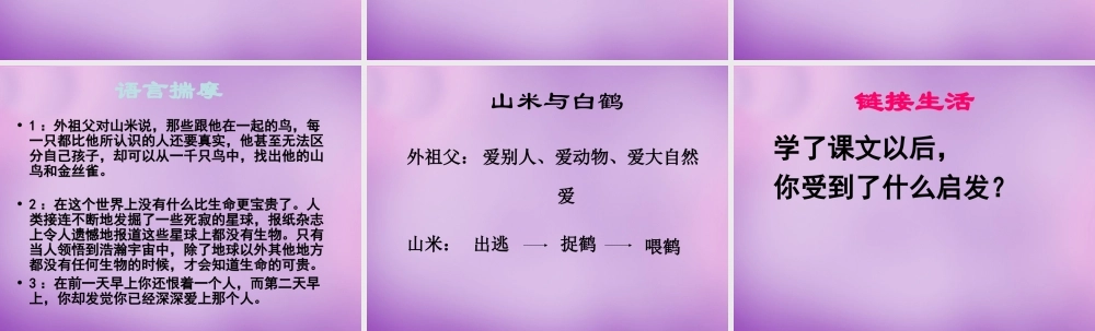 八年级语文上册 16 山米与白鹤课件2 语文版 课件