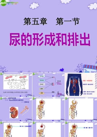 七年级生物下册 第五章第一节尿的形成和排出课件 人教新课标版 课件