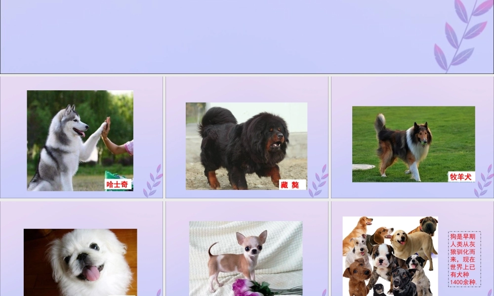 八年级生物上册 第四单元 物种的延续 第四章 生物的遗传与变异 第四节 生物的变异课件(新版)济南版 课件