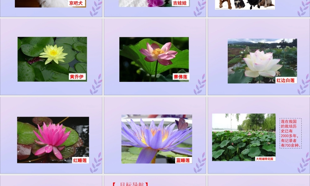 八年级生物上册 第四单元 物种的延续 第四章 生物的遗传与变异 第四节 生物的变异课件(新版)济南版 课件