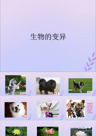 八年级生物上册 第四单元 物种的延续 第四章 生物的遗传与变异 第四节 生物的变异课件(新版)济南版 课件