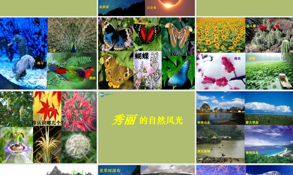 八年级政治下册 第十二课 感受大自然之美课件 鲁教版 课件