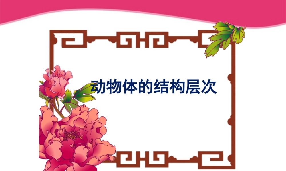 七年级生物上册 动物体结构层次课件 人教新课标版 课件