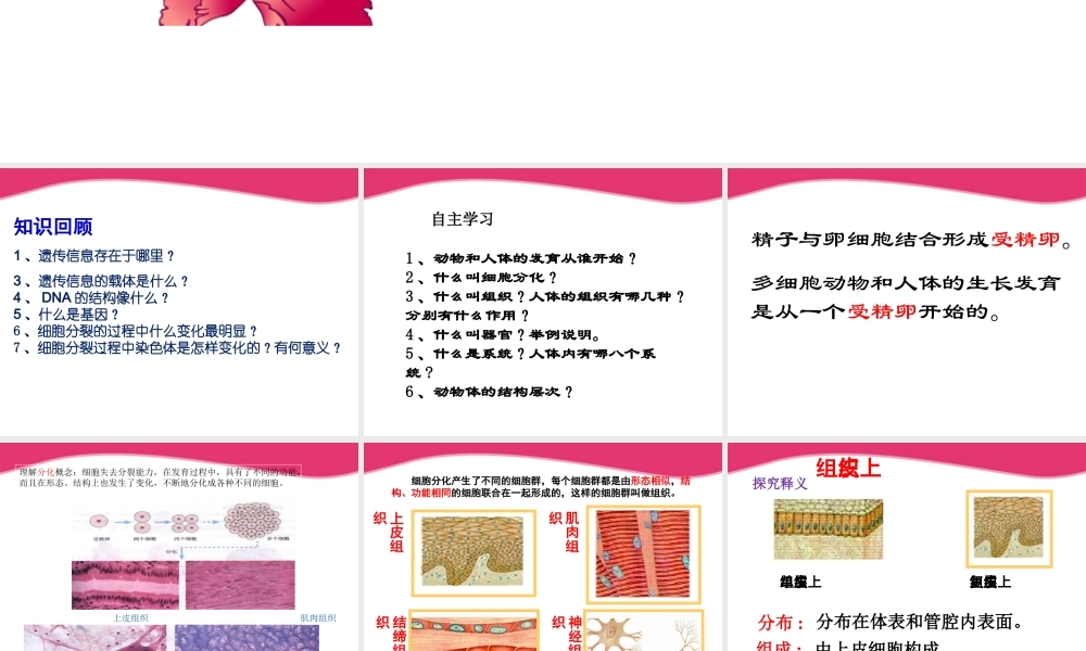 七年级生物上册 动物体结构层次课件 人教新课标版 课件