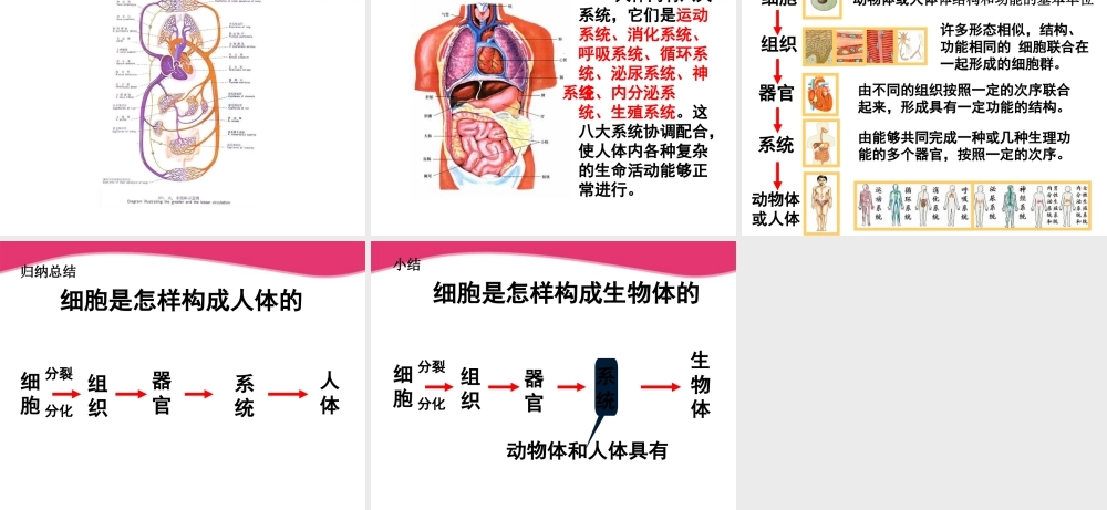 七年级生物上册 动物体结构层次课件 人教新课标版 课件