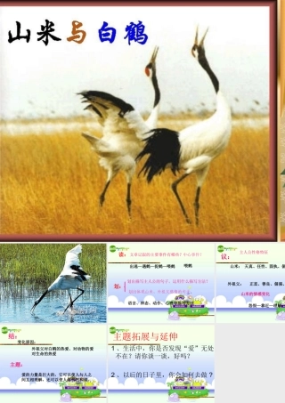 八年级语文上册 16.(山米与白鹤)课件  语文版 课件