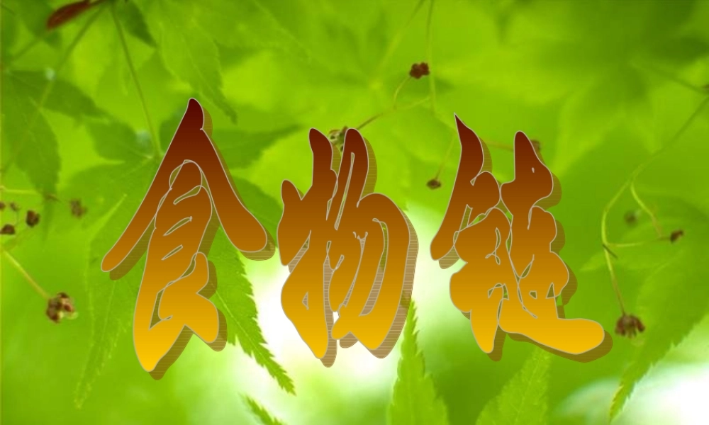七年级生物上册 食物链课件 苏教版 课件