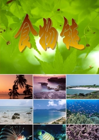 七年级生物上册 食物链课件 苏教版 课件
