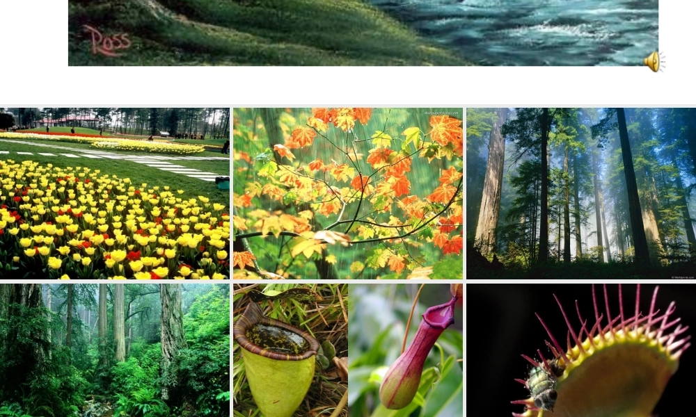 《习作五》课件