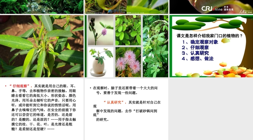 《习作五》课件